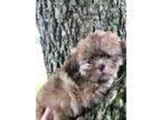 Mutt Puppy for sale in Lavaca, AR, USA