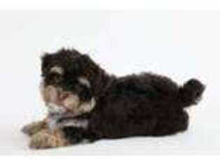 Havanese Puppy for sale in Lead Hill, AR, USA