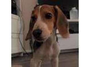 Beagle Puppy for sale in Reston, VA, USA