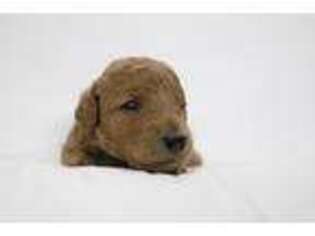 Goldendoodle Puppy for sale in Princeton, TX, USA