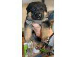 German Shepherd Dog Puppy for sale in Wolf Creek, OR, USA