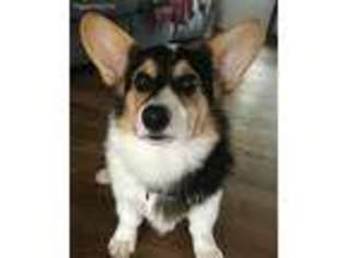 Pembroke Welsh Corgi Puppy for sale in Big Clifty, KY, USA