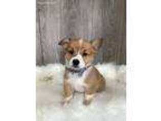 Pembroke Welsh Corgi Puppy for sale in Howe, IN, USA