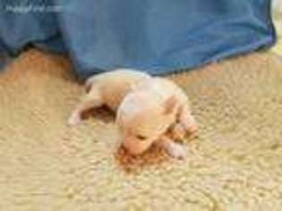 Chihuahua Puppy for sale in Burlington, NC, USA