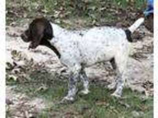 German Shorthaired Pointer Puppy for sale in Hattiesburg, MS, USA