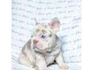French Bulldog Puppy for sale in Freeport, FL, USA