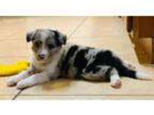 Border Collie Puppy for sale in Albuquerque, NM, USA