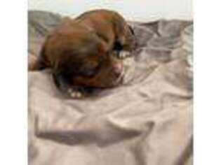 Mutt Puppy for sale in Grant, MI, USA