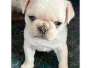 Pug Puppy for sale in Ashby, MA, USA