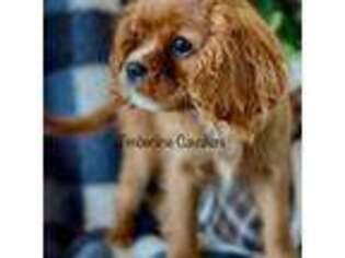 Cavalier King Charles Spaniel Puppy for sale in Bonners Ferry, ID, USA