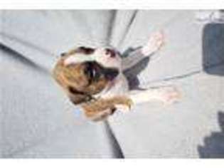 Boxer Puppy for sale in Oklahoma City, OK, USA