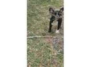French Bulldog Puppy for sale in Sedalia, MO, USA