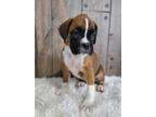 Boxer Puppy for sale in Middlebury, IN, USA