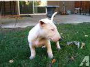 Bull Terrier Puppy for sale in THOUSAND PALMS, CA, USA