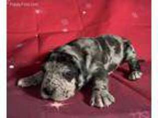 Great Dane Puppy for sale in Apex, NC, USA