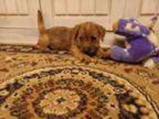 Norfolk Terrier Puppy for sale in Unknown, , USA