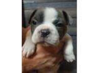 Boston Terrier Puppy for sale in Rocky Ford, CO, USA