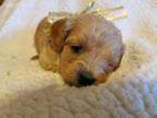 Cavapoo Puppy for sale in Paw Paw, WV, USA