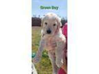 Goldendoodle Puppy for sale in Holly Ridge, NC, USA