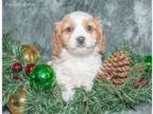 Cavachon Puppy for sale in East Sparta, OH, USA
