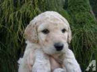 Labradoodle Puppy for sale in NORTH PLAINS, OR, USA