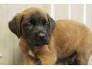Mastiff Puppy for sale in Bradford, OH, USA