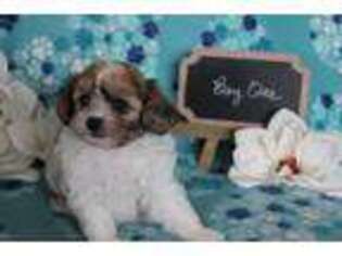 Shih-Poo Puppy for sale in Roseburg, OR, USA