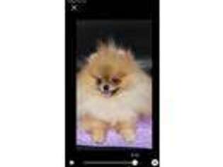 Pomeranian Puppy for sale in Batesville, MS, USA
