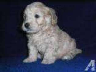 Mutt Puppy for sale in CENTRALIA, KS, USA