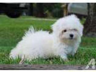 Maltese Puppy for sale in CLEBURNE, TX, USA