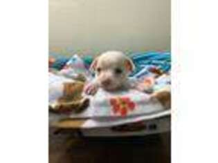 Chihuahua Puppy for sale in Martinsburg, WV, USA