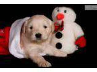 Golden Retriever Puppy for sale in Canton, OH, USA