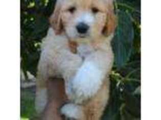 Goldendoodle Puppy for sale in Santa Ana, CA, USA