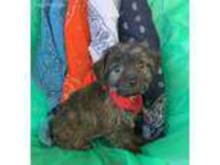 Yorkshire Terrier Puppy for sale in Hope, AR, USA