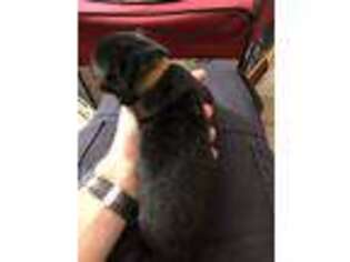 German Shepherd Dog Puppy for sale in Hillsville, VA, USA