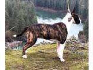 Bull Terrier Puppy for sale in Lind, WA, USA