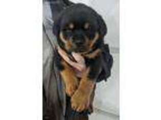 Rottweiler Puppy for sale in Roggen, CO, USA