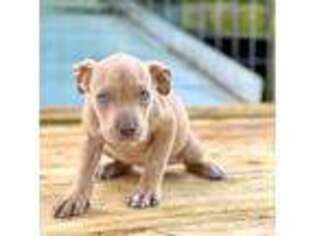 Staffordshire Bull Terrier Puppy for sale in Sanford, NC, USA