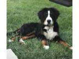 Bernese Mountain Dog Puppy for sale in Perrysburg, OH, USA