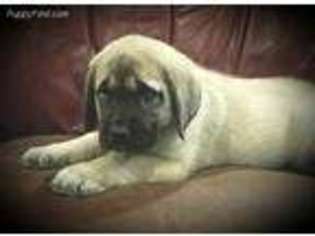 Mastiff Puppy for sale in Kunkletown, PA, USA
