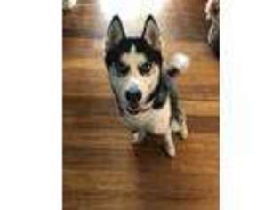 Siberian Husky Puppy for sale in Fishers, IN, USA