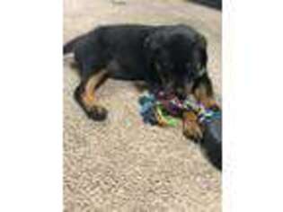 Rottweiler Puppy for sale in Melrose Park, IL, USA