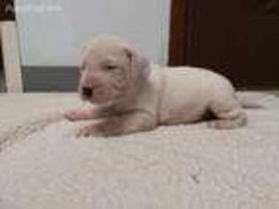 Dogo Argentino Puppy for sale in Peach Bottom, PA, USA