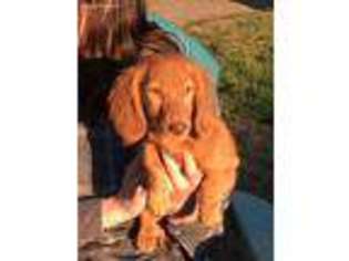 Dachshund Puppy for sale in Ethel, WA, USA