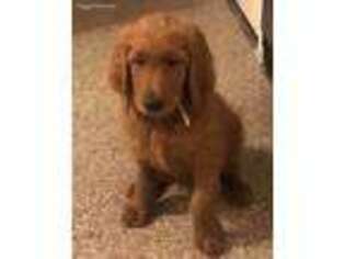 Goldendoodle Puppy for sale in Saint Petersburg, FL, USA