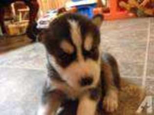 Siberian Husky Puppy for sale in WINFIELD, PA, USA