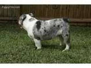 Bulldog Puppy for sale in Saint James, MO, USA