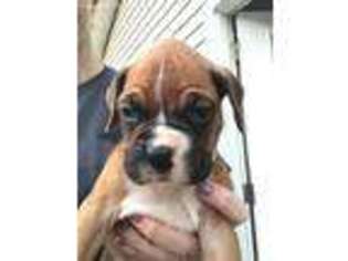 Boxer Puppy for sale in Harrisburg, IL, USA