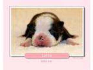 Boston Terrier Puppy for sale in Odenville, AL, USA