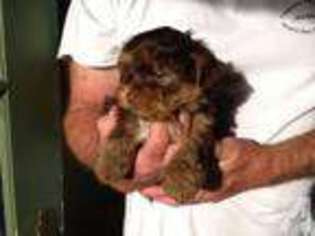 Yorkshire Terrier Puppy for sale in MEDWAY, OH, USA